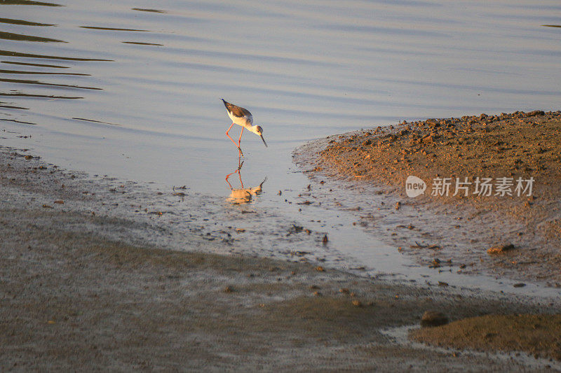 一只鸟(Himantopus Himantopus)带着倒影沿着河边行走